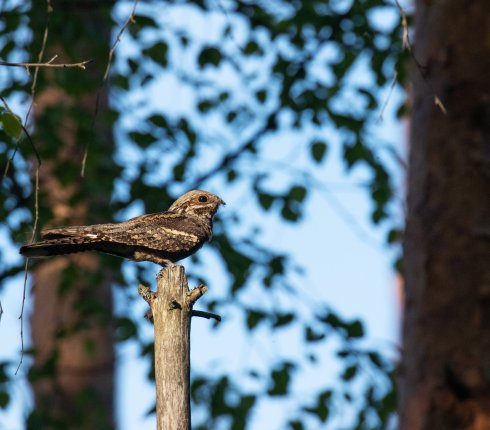 lelek Caprimulgus europaeus 7wjdl