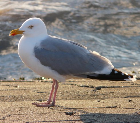 mewa srebrzysta Larus argentatus 9os