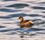 perkozek Tachybaptus ruficollis 89sl