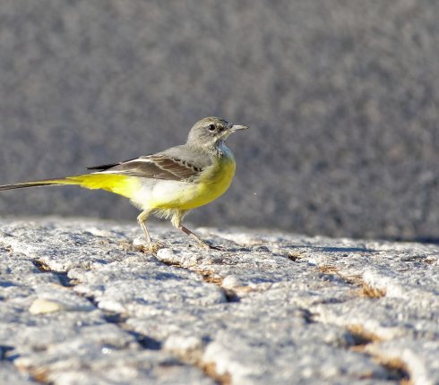 pliszka gorska Motacilla cinerea  9jase