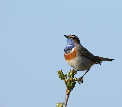 podrozniczek Luscinia svecica yuj734