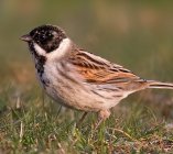 potrzos zwyczajny Emberiza schoeniclus 89sjj