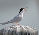 rybitwa rzeczna Sterna hirundo 8j23n