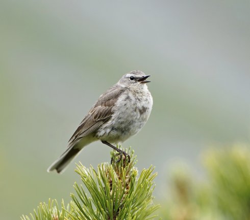 siwerniak swiergotek gorski  Anthus spinoletta 5sj3;