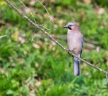 sojka Garrulus glandarius 904k