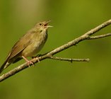 strumieniowka Locustella fluviatilis 823jf