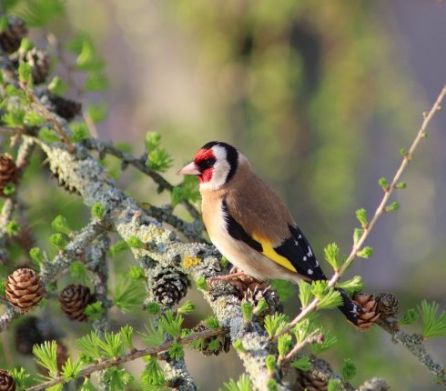 szczygiel Carduelis carduelis 8shjks