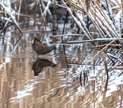 wodnik zwyczajny Rallus aquaticus 823nmse