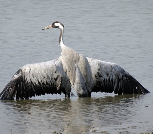 zuraw zwyczajny  Grus grus 8sml