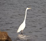 czapla biala Ardea alba 902j