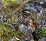 drozdzik drozd rdzawoboczny Turdus iliacus  89wsj pion