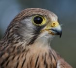 kat-damant-4Rb7UTZpnDQ-unsplash---krogluec-krotkonogi