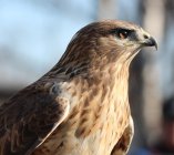 kurhannik  Buteo rufinus 454u7