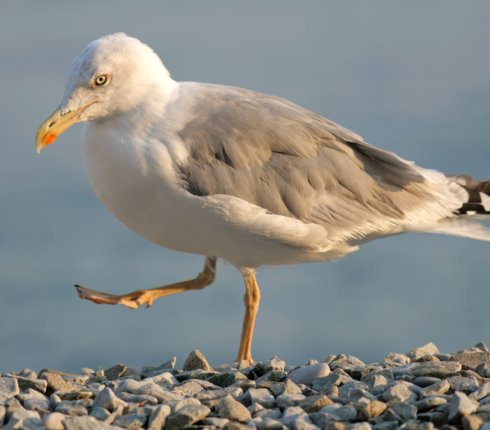 mewa bialogłowa Larus cachinnans 563jk