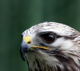 myszolow włochaty Buteo lagopus  82u