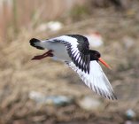 ostrygojad zwyczajny Haematopus ostralegus 78j3