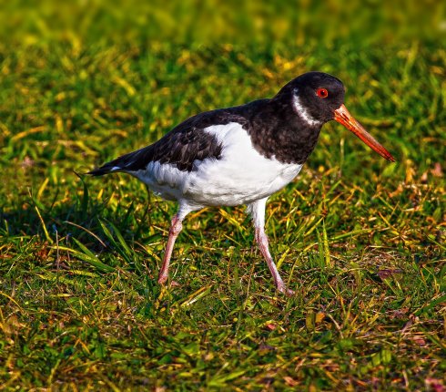 ostrygojad zwyczajny Haematopus ostralegus  892hj