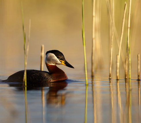 perkoz rdzawoszyi Podiceps grisegena 823ej