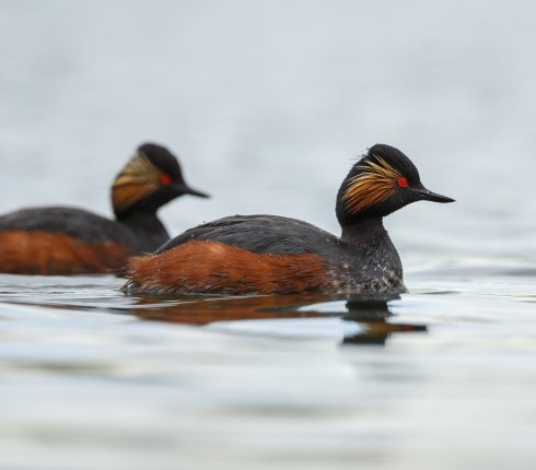 perkoz zausznik Podiceps nigricollis  8973j3