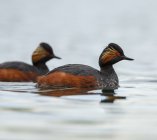 perkoz zausznik Podiceps nigricollis  8973j3