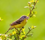 pliszka syberyjska Motacilla tschutschensis 9kj4