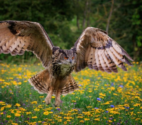 puchacz zwyczajny Bubo bubo 623j