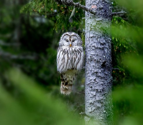 puszczyk uralski sowa uralska Strix uralensis 523h