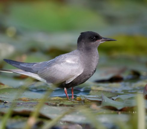 rybitwa czarna rybitwa zalobna Chlidonias Niger 7823j