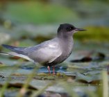 rybitwa czarna rybitwa zalobna Chlidonias Niger 7823j