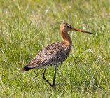 rycyk szlamik rycyk Limosa limosa 83