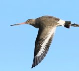 rycyk szlamik rycyk Limosa limosa 39j32