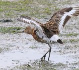 rycyk szlamik rycyk Limosa limosa 763h