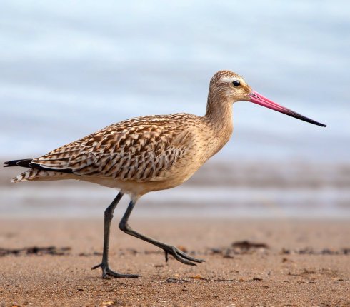 rycyk szlamik rycyk Limosa limosa 78h3