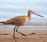 rycyk szlamik rycyk Limosa limosa 78h3