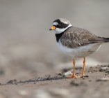 sieweczka obrozna ladowiec Charadrius hiaticula  83hj