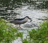 slepowron zwyczajny  Nycticorax nycticorax 89aq