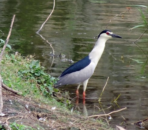 slepowron zwyczajny  Nycticorax nycticorax 893j