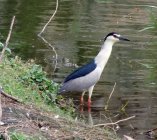 slepowron zwyczajny  Nycticorax nycticorax 893j